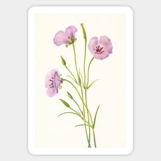Splendid mariposa lily - Botanical Illustration Sticker